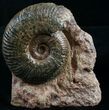 Hammatoceras Ammonite From France #8391-1